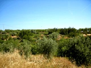Les Coves De Vinroma property: Land for sale in Les Coves De Vinroma 28632