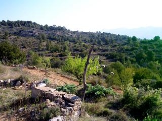 Atzeneta Del Maestrat property: Land for sale in Atzeneta Del Maestrat, Spain 28646