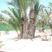 Elche property: Elche Finca, Spain 4206