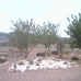 Hondon De Los Frailes property: 3 bedroom Villa in Hondon De Los Frailes, Spain 41682