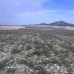 Jumilla property: Land for sale in Jumilla 41710