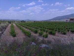 Pinoso&nbsp;property:&nbsp;Land&nbsp;for&nbsp;sale&nbsp;in&nbsp;Pinoso&nbsp;41723