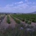 Pinoso property: Land for sale in Pinoso 41723