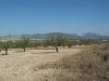 Jumilla property: Land for sale in Jumilla 41728