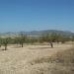 Jumilla property: Murcia, Spain Land 41728