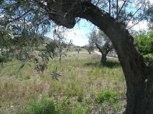 Aspe property: Villa with 6 bedroom in Aspe 41753