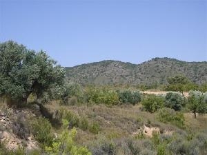 Yecla property: Land with bedroom in Yecla 41760