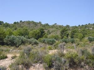 Yecla property: Land in Murcia for sale 41760