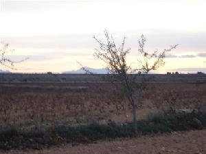 Pinoso property: Land in Alicante for sale 41773