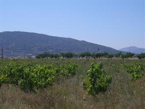 Pinoso&nbsp;property:&nbsp;Land&nbsp;for&nbsp;sale&nbsp;in&nbsp;Pinoso&nbsp;41805