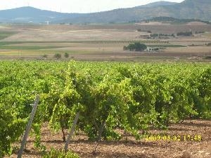 Villena property: Land for sale in Villena, Spain 41871