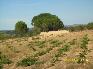 Villena property: Land with bedroom in Villena, Spain 41871