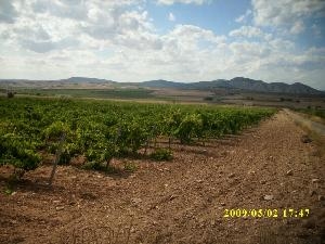 Villena property: Land for sale in Villena, Alicante 41871