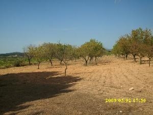 Villena property: Villena Land 41871