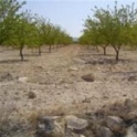 Pinoso property: Land for sale in Pinoso 41877