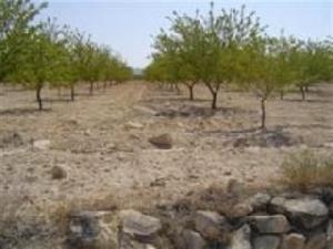 Pinoso&nbsp;property:&nbsp;Land&nbsp;for&nbsp;sale&nbsp;in&nbsp;Pinoso&nbsp;41877
