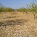 Yecla property: Land for sale in Yecla 41878