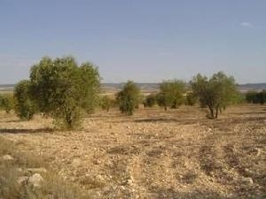 Yecla property: Land with bedroom in Yecla 41878