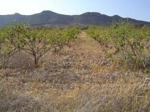 Yecla property: Land with bedroom in Yecla, Spain 41878
