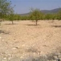 Pinoso property: Land for sale in Pinoso 41882