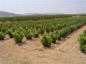 Pinoso&nbsp;property:&nbsp;Land&nbsp;for&nbsp;sale&nbsp;in&nbsp;Pinoso&nbsp;41883