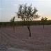 Pinoso property: Land for sale in Pinoso 41884