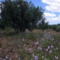 Pinoso property: Land for sale in Pinoso 41972