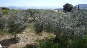 Villena property: Alicante Villa 41984