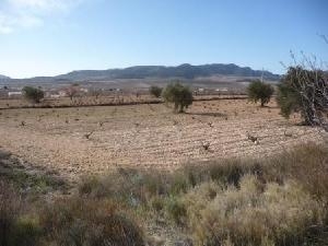 Jumilla property: Land for sale in Jumilla 42050