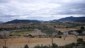 Pinoso&nbsp;property:&nbsp;Alicante&nbsp;Land&nbsp;42120