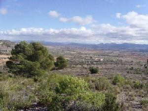 Yecla&nbsp;property:&nbsp;Murcia&nbsp;Land&nbsp;42122