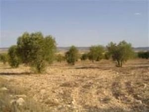 Yecla&nbsp;property:&nbsp;Land&nbsp;for&nbsp;sale&nbsp;in&nbsp;Yecla&nbsp;42268