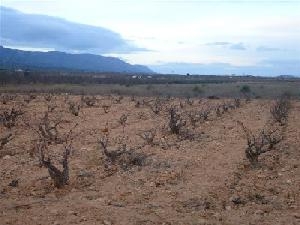 Pinoso property: Land for sale in Pinoso, Spain 42334