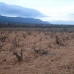 Pinoso property: Pinoso, Spain Land 42334