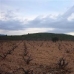 Pinoso property: Pinoso Land, Spain 42334
