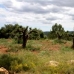 Finca in Castellon 48935