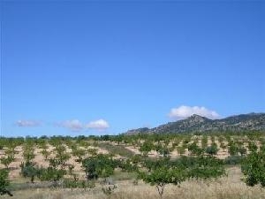 Pinoso property: Land for sale in Pinoso, Spain 48938