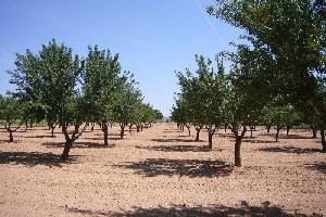 Yecla property: Villa in Murcia for sale 48963