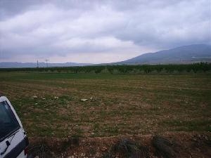 Pinoso property: Land for sale in Pinoso 49069