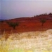 Pinoso property: Land for sale in Pinoso 49073