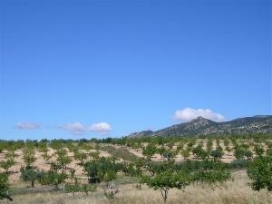 Pinoso property: Land for sale in Pinoso 49114