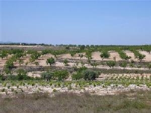 Pinoso property: Land for sale in Pinoso, Spain 49114