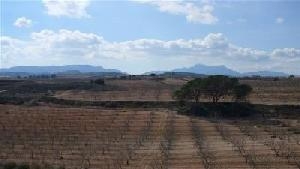Pinoso property: Land for sale in Pinoso, Alicante 49114
