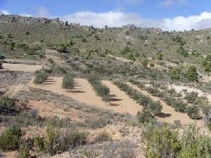 Yecla property: Land with bedroom in Yecla 49243