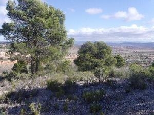 Yecla property: Land for sale in Yecla, Murcia 49243