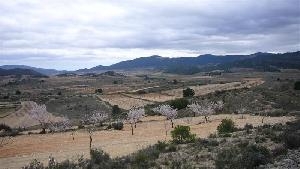 Pinoso property: Land for sale in Pinoso 49245