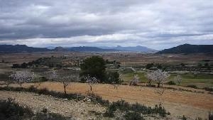 Pinoso property: Land for sale in Pinoso, Spain 49245