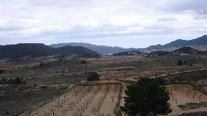 Pinoso property: Land for sale in Pinoso, Alicante 49245