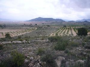 Pinoso property: Pinoso, Spain | Land for sale 49245