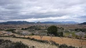 Pinoso property: Pinoso Land 49245